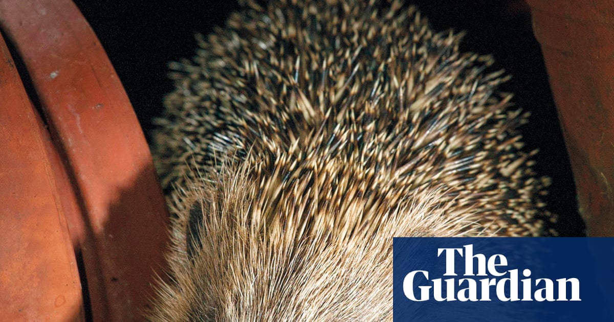 horton_official's tweet card. Amendment restricts protection for animals to allow faster house building