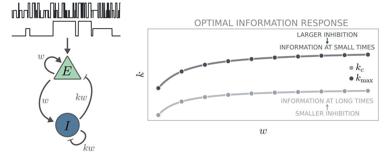 physorg_com's tweet card. The brain's ability to process information is known to be supported by intricate connections between different neuron populations. A key objective of neuroscience research has been to delineate the...