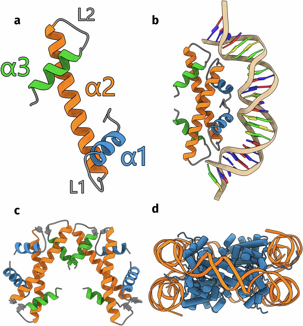 DameLab's tweet card. Nature Communications - Prokaryotes contain 17 types of histones, based on predictions from AlphaFold2. The histone groups differ from each other in the multimer structures that they form....