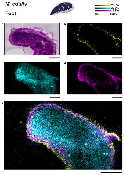 BioGeoAlchemist's tweet card. Lipids are an integral part of cellular membranes that allow cells to alter stiffness, permeability, and curvature. Among the diversity of lipids, phosphonolipids uniquely contain a phosphonate bond...