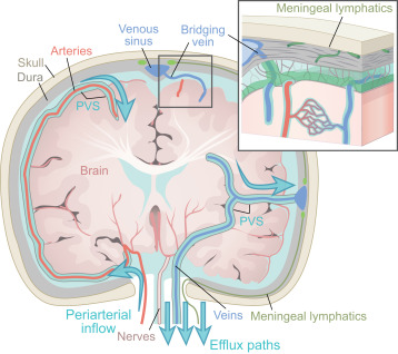 jonykipnis's tweet card. This review by Kipnis et al. explores recent advances in brain fluid dynamics, emphasizing CSF flow’s role in waste clearance, the glymphatic and meningeal lymphatic systems, and neuroimmune intera...