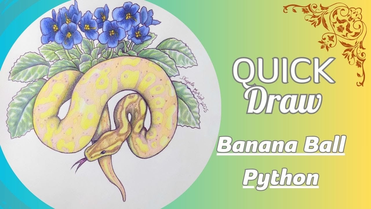 AngeladerisoA's tweet card. Quick Draw - Banana Ball Python