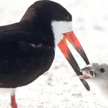 Tweet card summary image