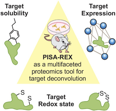 AmirAta8's tweet card. Redox and EXpression (REX) is a high-throughput and high-depth proteomics approach that integrates the redox and expression facets. Combining REX with Proteome Integral Solubility Alteration (PISA)...
