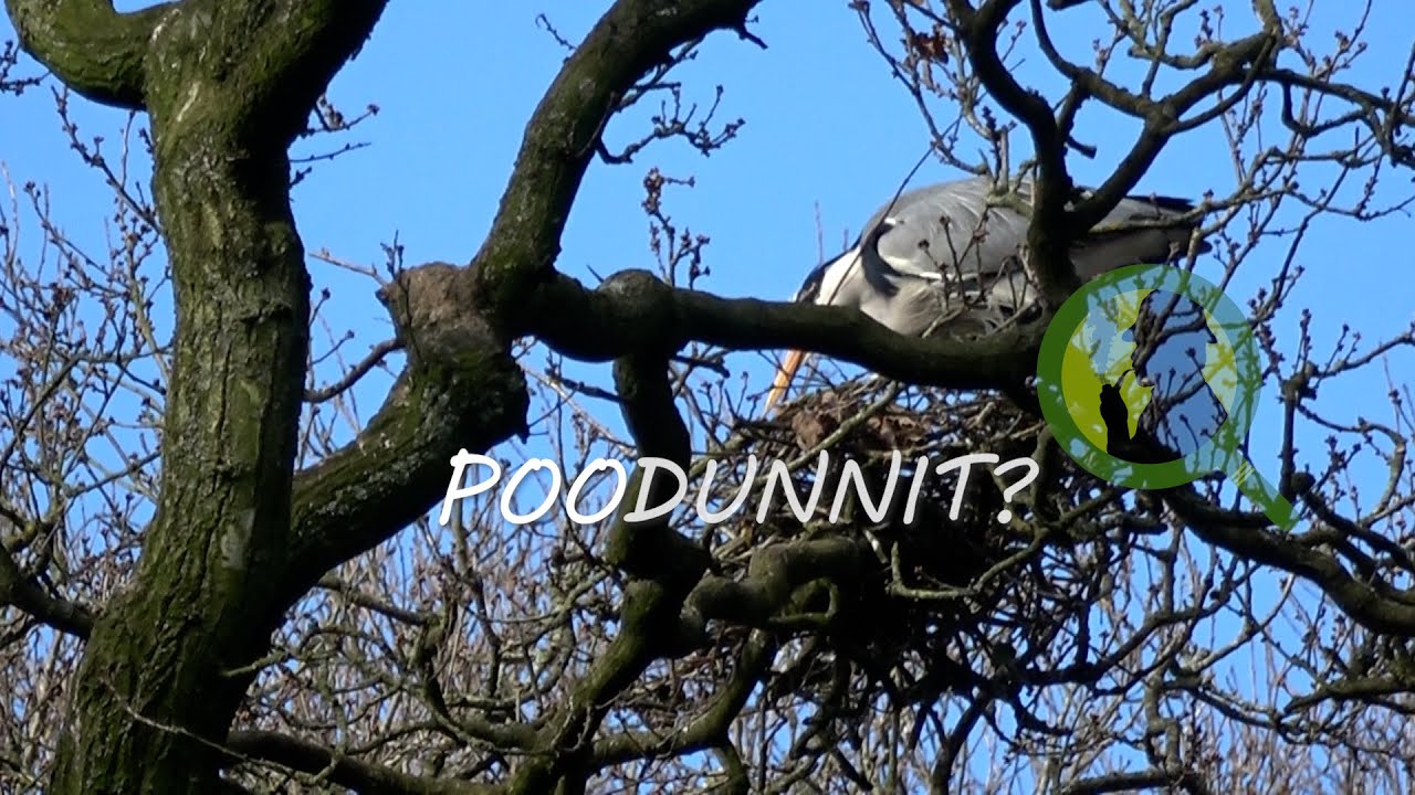 BrockInitiative's tweet card. POODUNNIT? – A Wildlife Detective Story