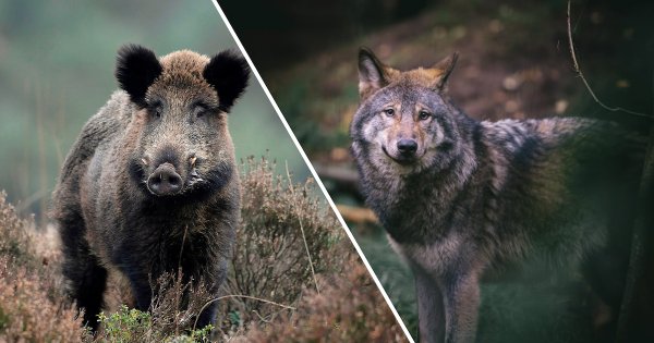 Image for twitter card