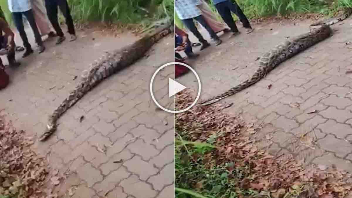balu1988r's tweet card. A huge python with a swollen stomach struggles to cross a forest road in Wayanad after swallowing a deer whole - Video goes viral
