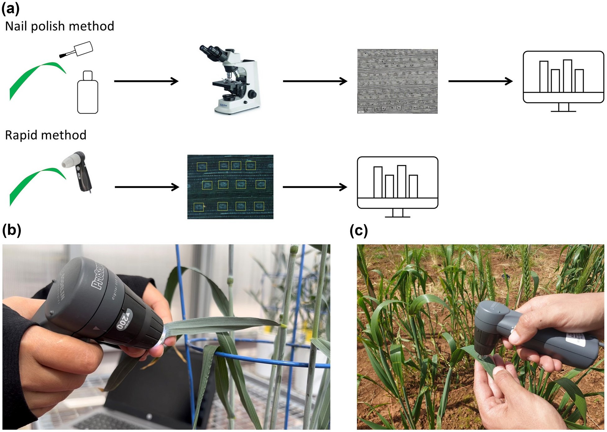 PlantMethods's tweet card. Plant Methods - Stomata are tiny pores on the leaf surface that are central to gas exchange. Stomatal number, size and aperture are key determinants of plant transpiration and photosynthesis, and...