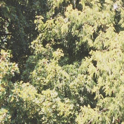 Tweet card summary image