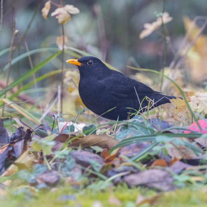 Tweet card summary image