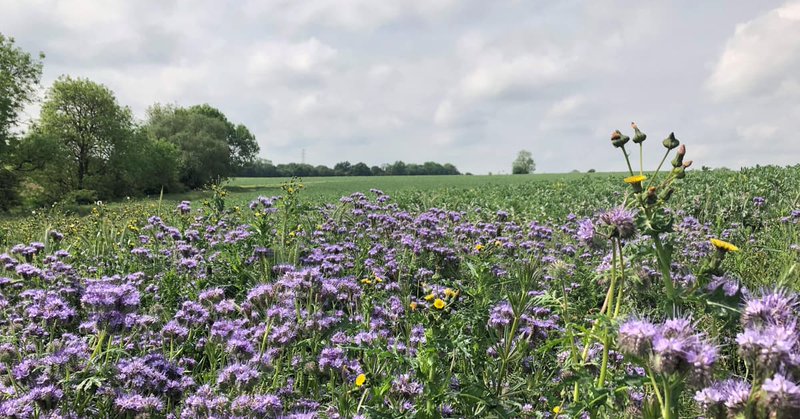 Tweet card summary image