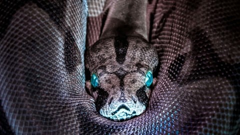 JorgeGPires's tweet card. aprenda a classificar serpentes usando aprendizado profundo sem códigos no treinamento