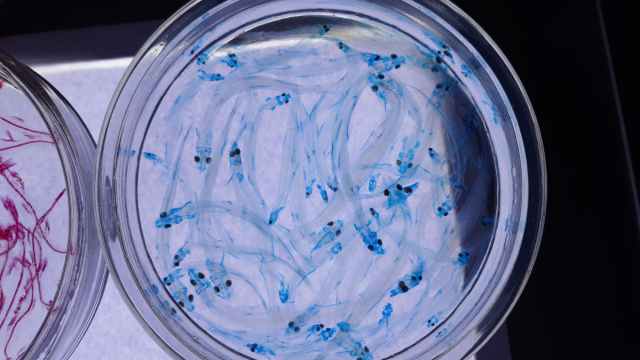 mydevlprplanet's tweet card. In a previous post, we explored the PIT Mutation Testing Maven plugin. This time, we will take a look how we can integrate the results with SonarQube, our favorite software analysis tool.