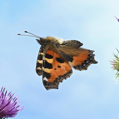 Tweet card summary image