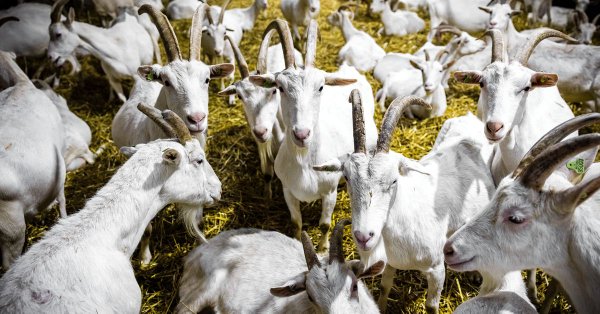 Image for twitter card