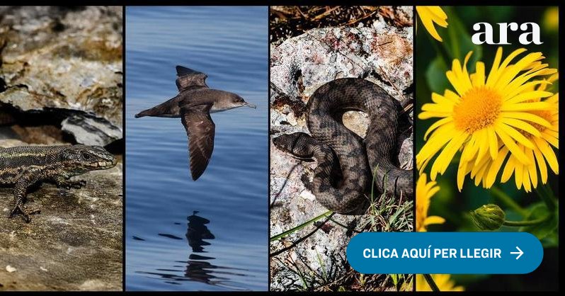 Tweet card summary image