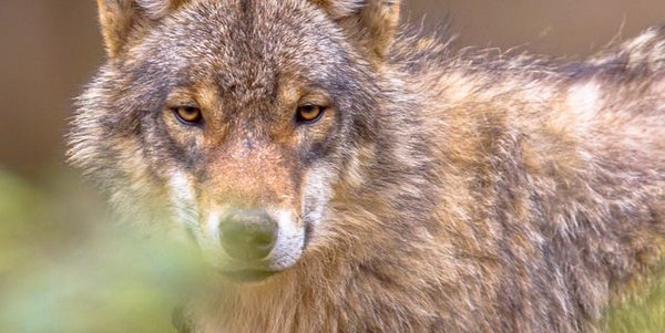 Image for twitter card