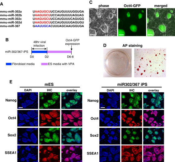 FedericoPietr12's tweet card. Transcription factor-based cellular reprogramming has opened the way to converting somatic cells to a pluripotent state, but has faced limitations resulting from the requirement for transcription...