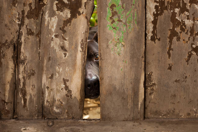 JavaWales's tweet card. : 'User Alignment Critic' will review agentic actions so bots don't do things like emptying your bank account