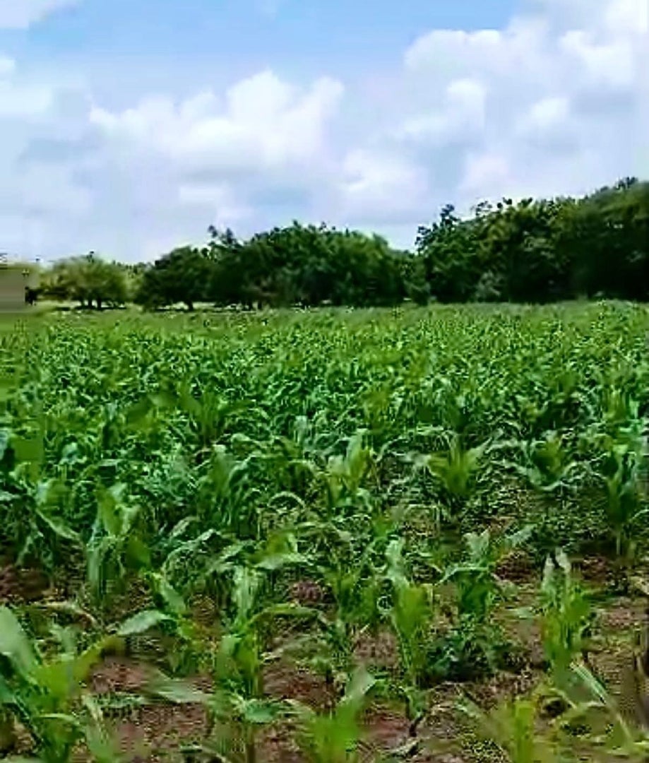 future_code's tweet card. 西アフリカ ブルキナファソでの農業プロジェクト続報です。今年は当初は厳しい気候のために苦しいスタートでしたが、現在雨も降り始め、希望が持てるまで作物（きび）が…