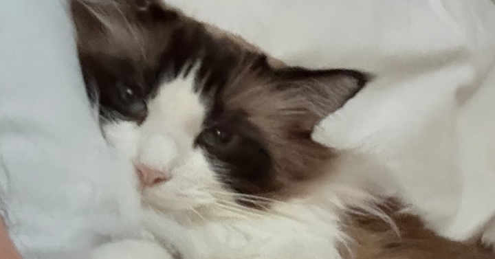 Tweet card summary image