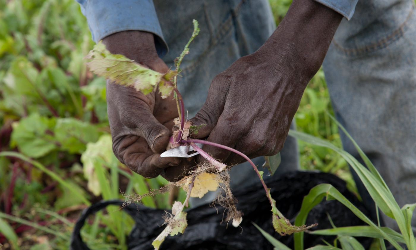yesmagazine's tweet card. While eating a plant-based diet is often presented as a white, millennial fad, Black people have a long and rich tradition of plant-based eating.