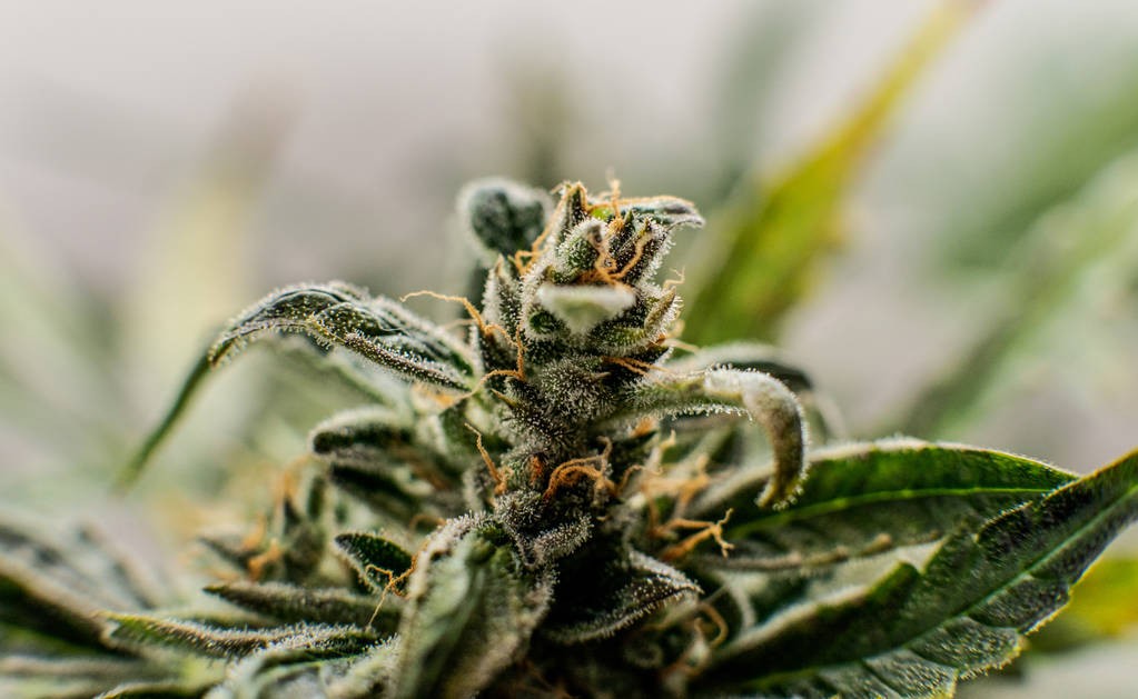 AMartinelliWA's tweet card. A bipartisan coalition of 10 New Hampshire lawmakers has introduced a constitutional amendment that would give those 21 and older the explicit right to possess a modest amount of marijuana for...