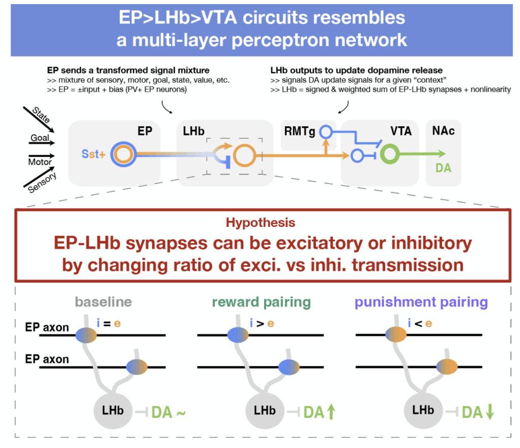 KempnerInst's tweet card. Synaptic plasticity rules in the brain are normally thought of as changing synaptic weights but not signs, unlike artificial neural networks. We show that a type of synapse in the […]