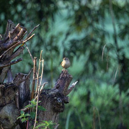 Tweet card summary image