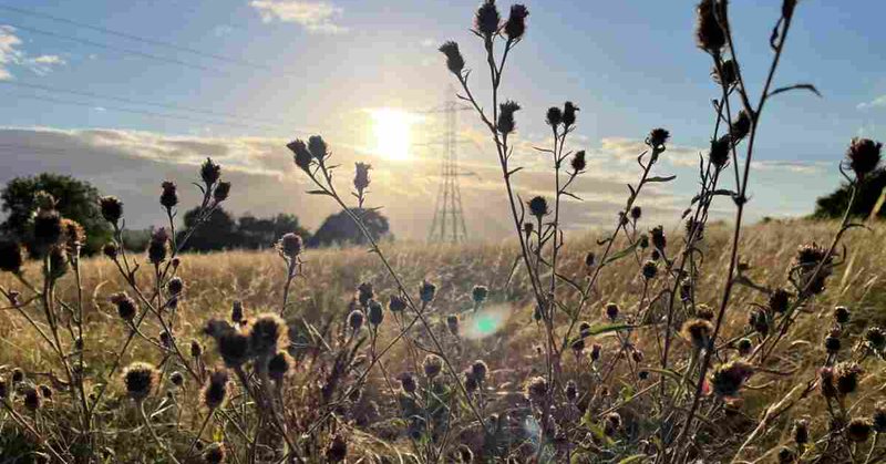 Tweet card summary image