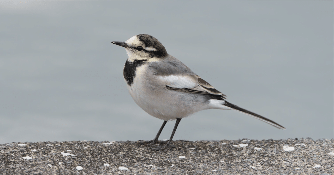 natch_engr's tweet card. 【Twitter歴14年のアカウントが乗っ取られた話】 何が起きたのか、そしてどうすれば防げたのか。 こんばんは。 Twitter歴14年にして、ついにアカウントが乗っ取られてしまったおじさんです。 今回は、 「実際に何が起きたのか」 「なぜ防げなかったのか」 「どうすれば避けられたのか」 をできるだけ具体的にまとめました。 正直、恥ずかしい話ではあるんですが、 いま同じ手口で被害に遭う人が...