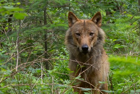 Image for twitter card