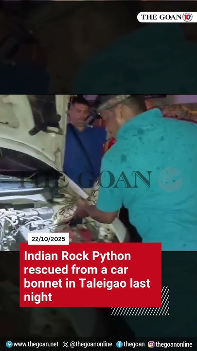 thegoanonline's tweet card. Indian Rock Python rescued from a car bonnet in Taleigao last night