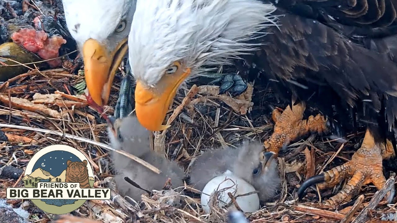 stevenc's tweet card. Big Bear Bald Eagle Live Nest - Cam 1