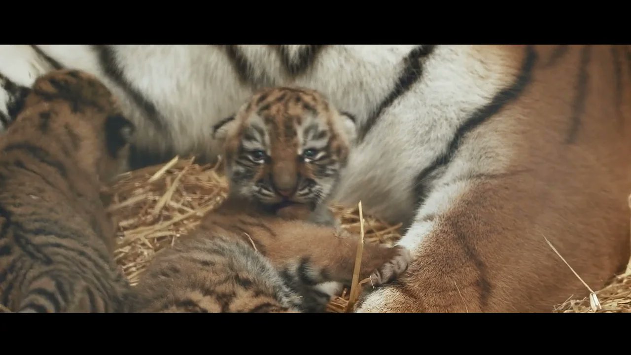 Timecodepro's tweet card. Tiger Cubs born at Woburn Safari Park - Keeper Interview