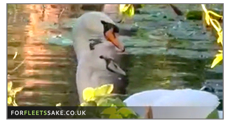 Tweet card summary image