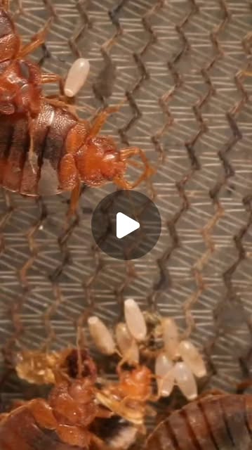 sharifulcoder's tweet card. MD Shariful Islam Shohag (@sharifulcoder) • Instagram reel