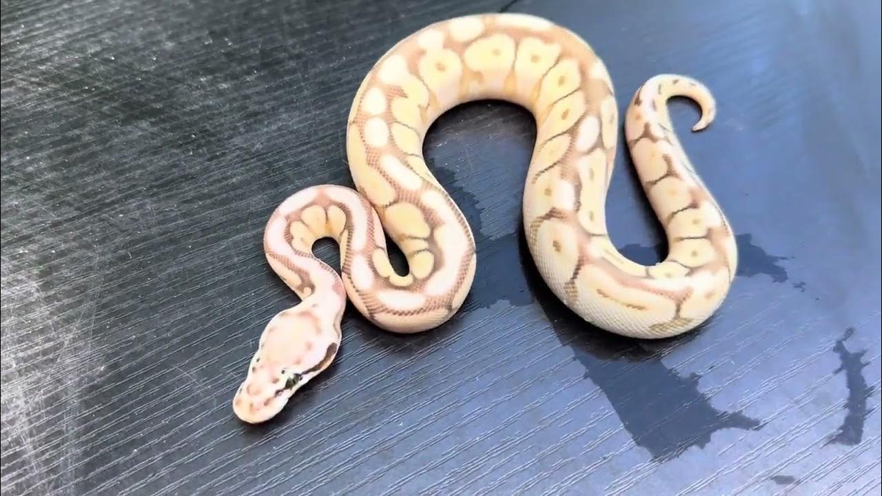 JesseJeffcoat's tweet card. Lesser Spider Vanilla #ballpythonmorph #snake #ballpython