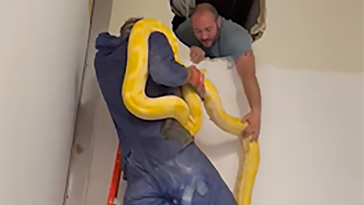 LorielleGutting's tweet card. A 12-foot-long Burmese Python that escaped a Louisiana zoo was found two days later in the wall of a nearby mall. The zoo said that the snake is not poisonous.