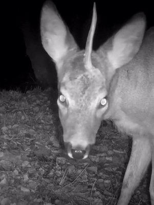 Image for twitter card