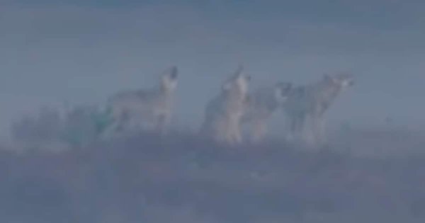 Image for twitter card