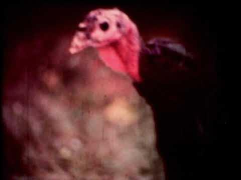 geekynerdyone's tweet card. One Turkey, Two Turkey (16mm 1971)