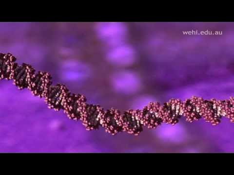 RichardDawkins's tweet card. Molecular Visualizations of DNA (2003) Drew Berry wehi.tv