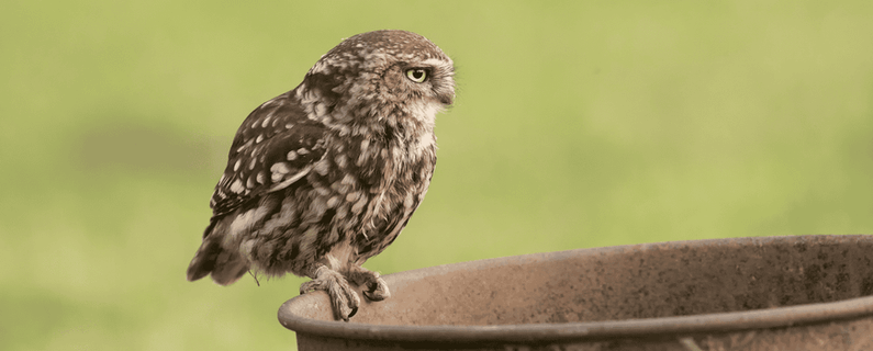 Image for twitter card