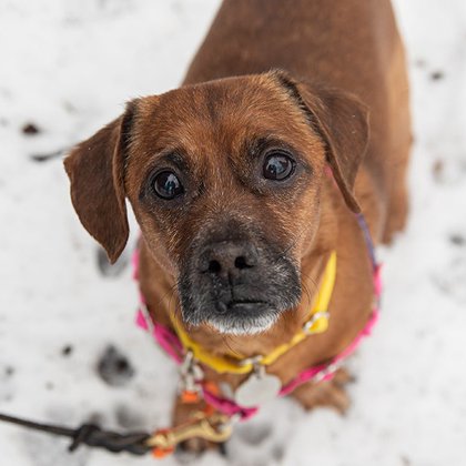 Tweet card summary image