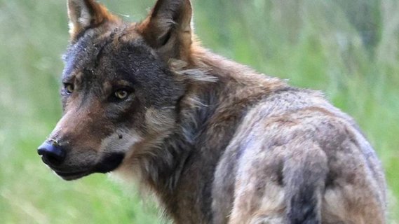 Image for twitter card