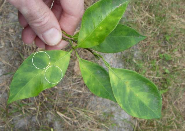 UFIFASCitrusREC's tweet card. Thanks to hitching free rides on airplanes, an infamous insect has journeyed to the four corners of the globe, becoming a universal nemesis of citrus trees in the process.