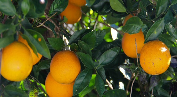 UFIFASCitrusREC's tweet card. Florida Commissioner of Agriculture Adam H. Putnam released a statement Thursday after the U.S. Department of Agriculture issued its monthly citrus crop forecast for the 2017-2018 season. [...]