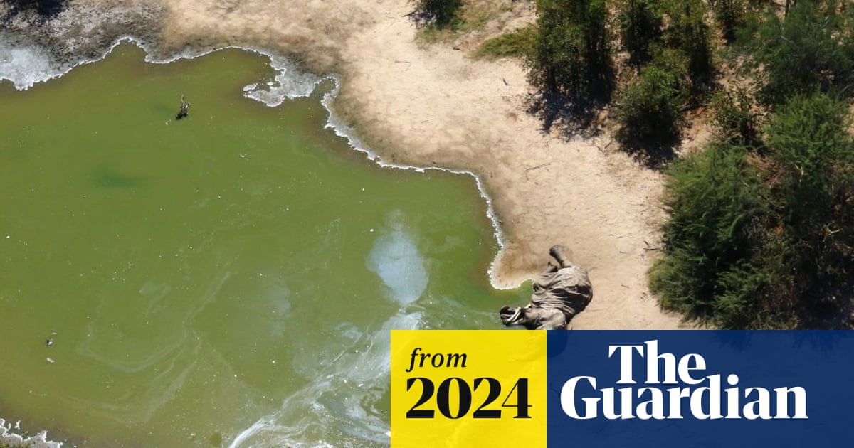 davidelomeo's tweet card. Satellite data analysis suggests algal blooms could be behind mass die-off in Botswana that sparked flurry of theories in 2020