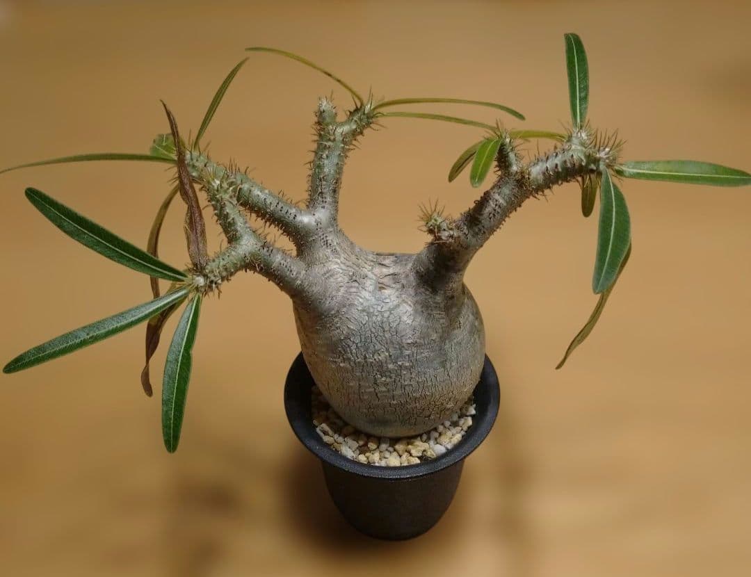 現地球 発根済み グラキリス 丸々美株 フラワーガーデン泉 現地球 発根済み グラキリス 丸々美株 フラワーガーデン泉